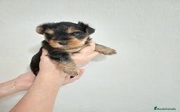 Yorkshire Terrier perros en venta: Camada de Yorkshire - Anuncio 1