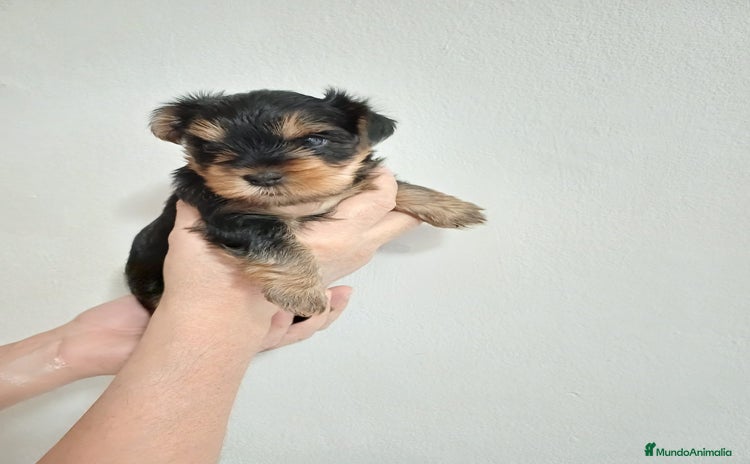 Yorkshire Terrier perros - Anuncio 20