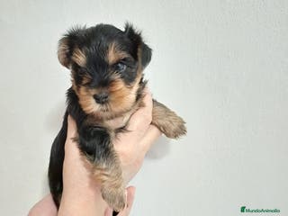 Yorkshire Terrier perros Camada de Yorkshire - Anuncio 1