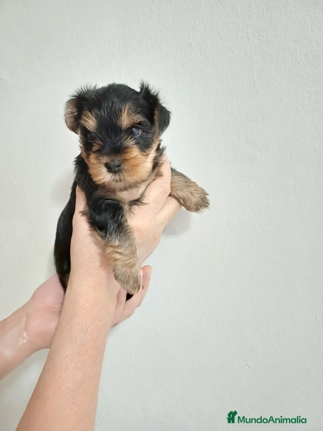 Yorkshire Terrier perros en venta: Camada de Yorkshire - Anuncio 8