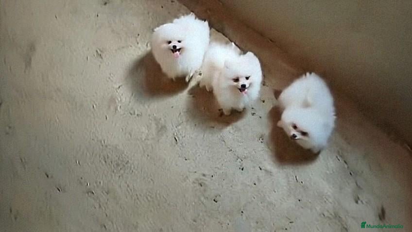Pomerania perros en venta: OFERTA POMERANIA MACHITO DESDE 600€ - Anuncio 1