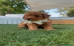 Caniche Toy perros en venta: CANICHE TOY  - Imagen 23