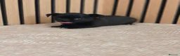 Chihuahua perros en venta: Chihuahua Toy machos disponibles  - Anuncio 6