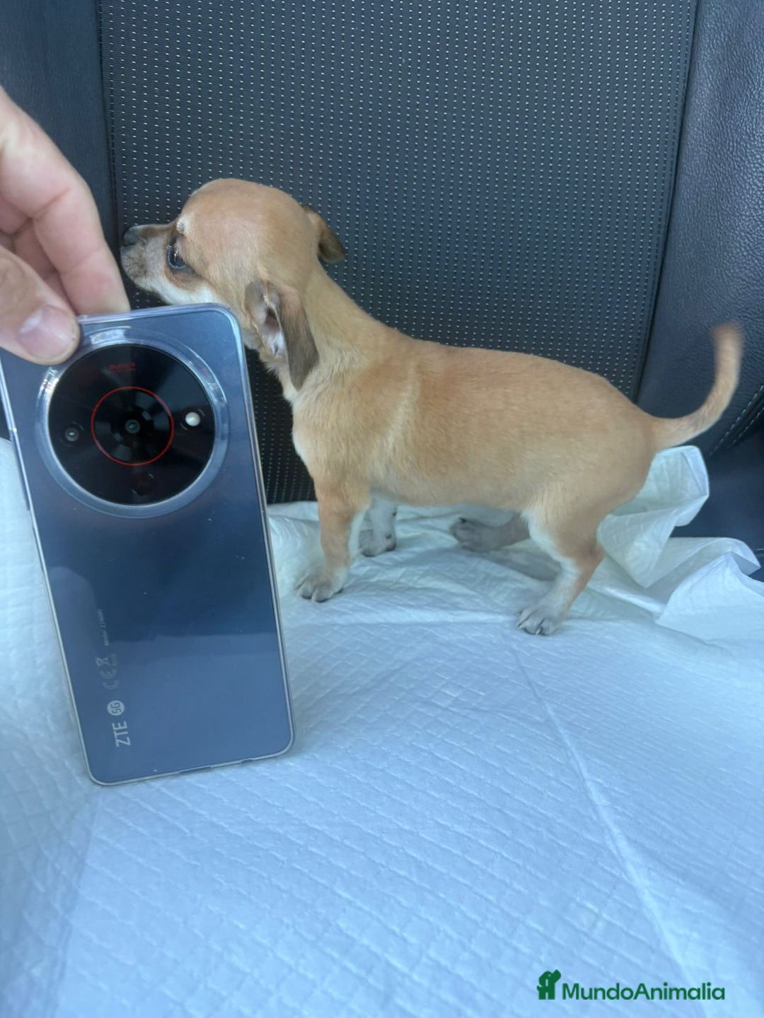 Chihuahua perros en venta: Chihuahua toy hembra - Anuncio 5