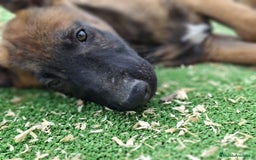 Pastor Belga Malinois perros en venta: Pastor belga malinois.precio real - Imagen 2