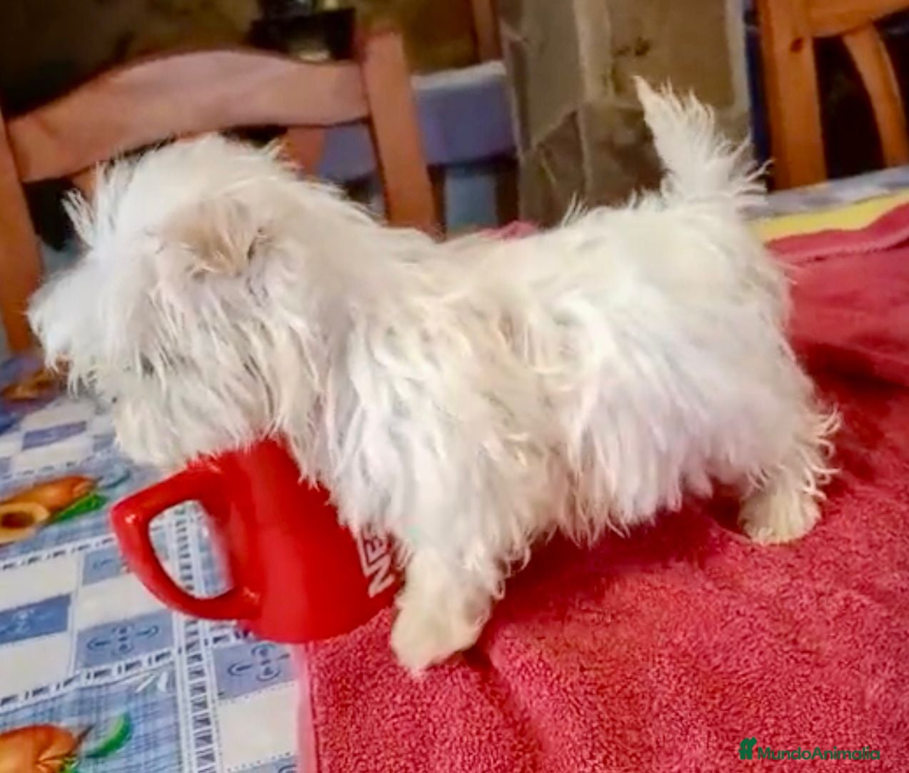 Bichón Maltés perros Bichon maltes hembra coreana - Anuncio 2