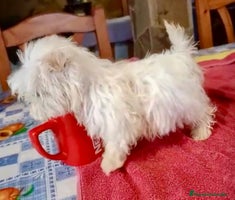 Bichón Maltés perros Bichon maltes hembra coreana - Anuncio 5