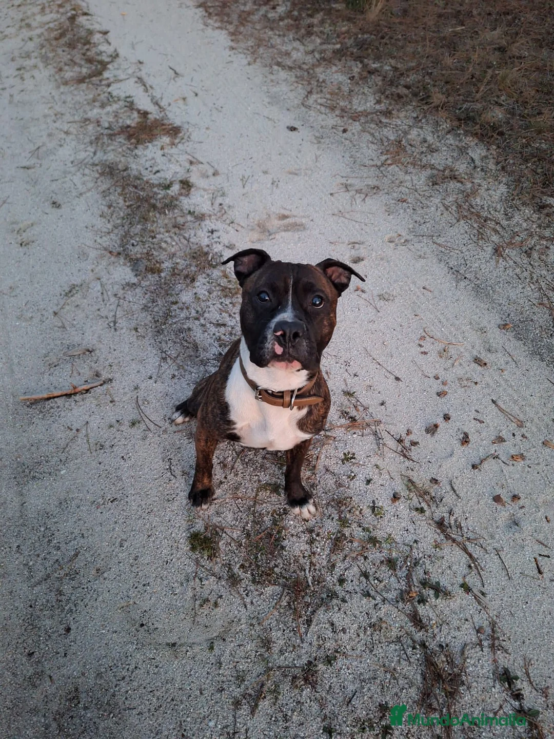 American Staffordshire-Terrier perros en venta: Tres Hembras American Staffordshire terrier  - Anuncio 1