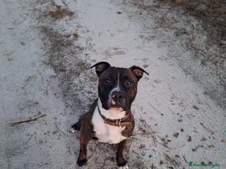 American Staffordshire-Terrier perros Tres Hembras American Staffordshire terrier - Anuncio 2