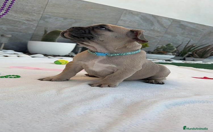 Bulldog Francés perros - Propaganda 4
