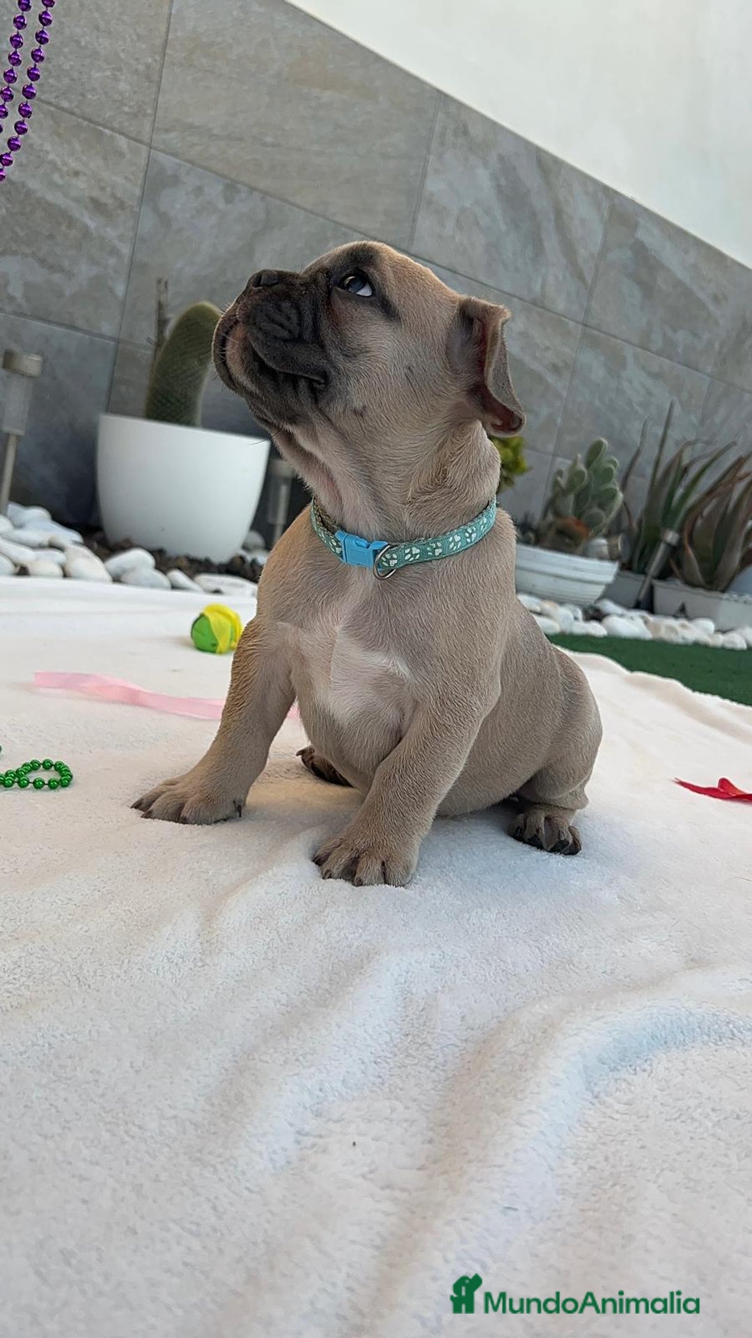 Bulldog Francés perros en venta: Bulldog frances  - Imagen 1
