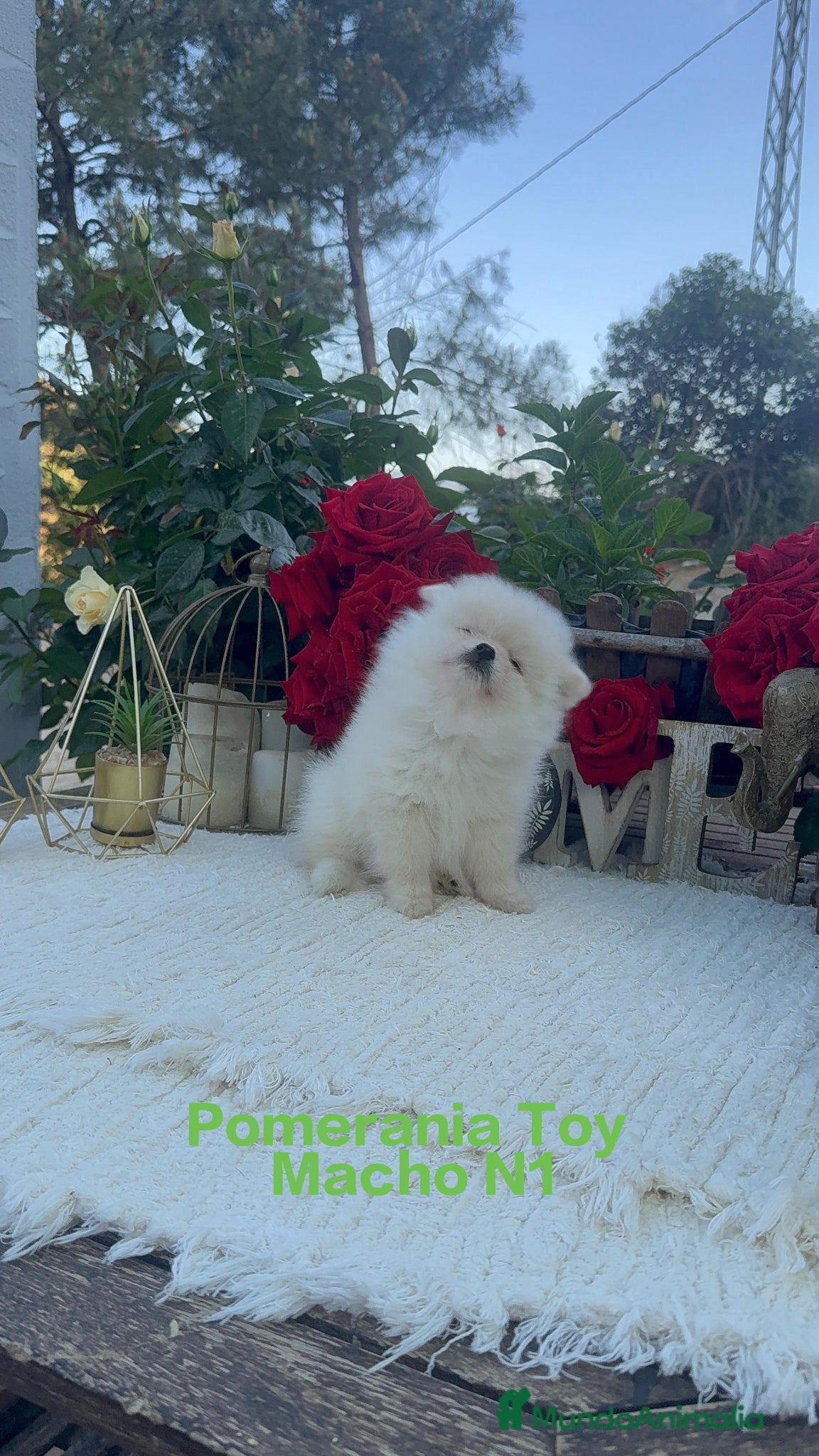 Pomerania perros Pomerania lulu Toy macho Blanco Disponible  - Anuncio 5