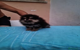 Pomerania perros en venta: Pomerania toy - Imagen 13