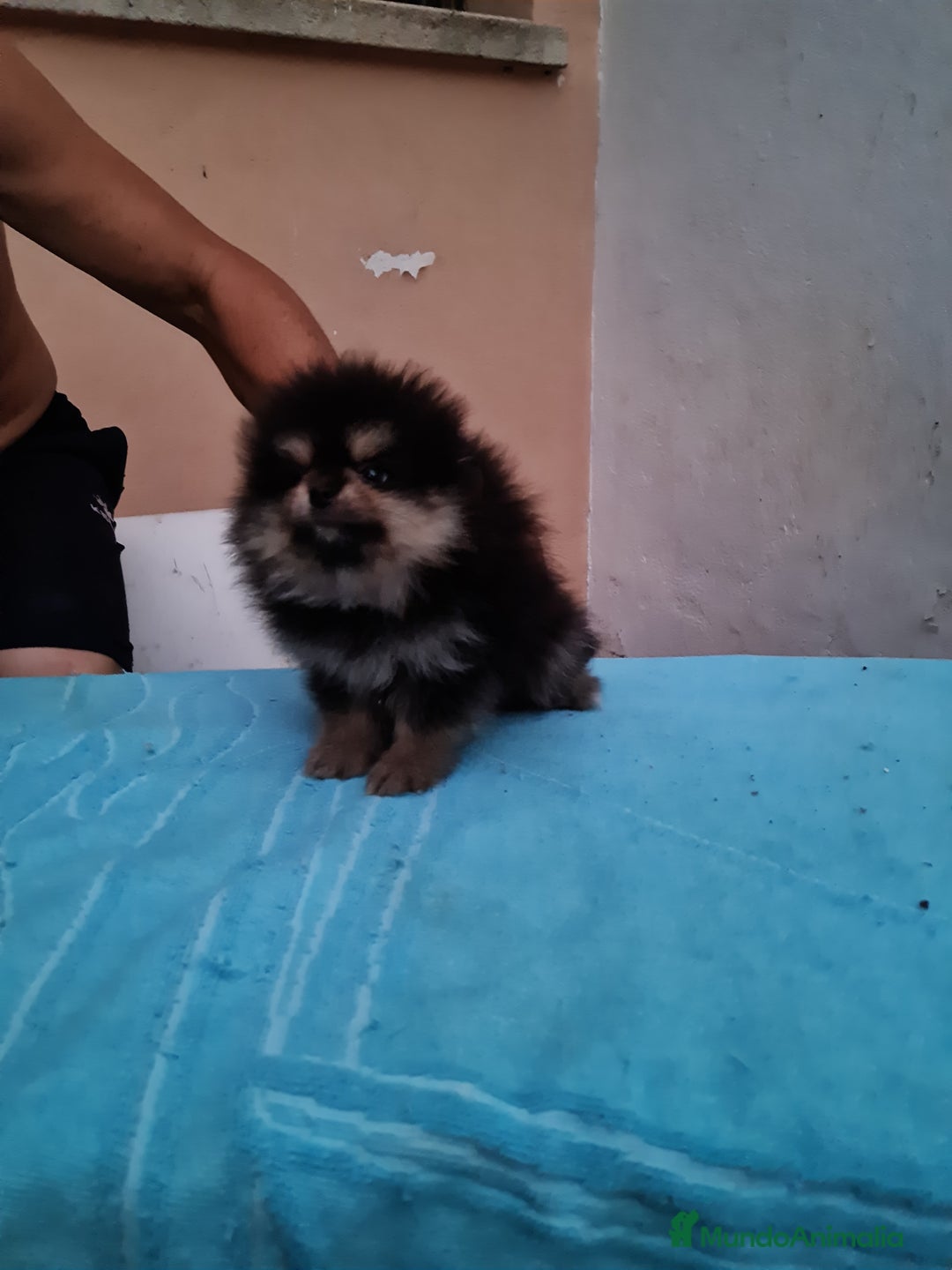 Pomerania perros en venta: Pomerania toy - Imagen 13