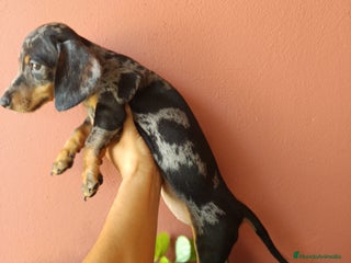 Teckel Miniatura perros - Anuncio 23
