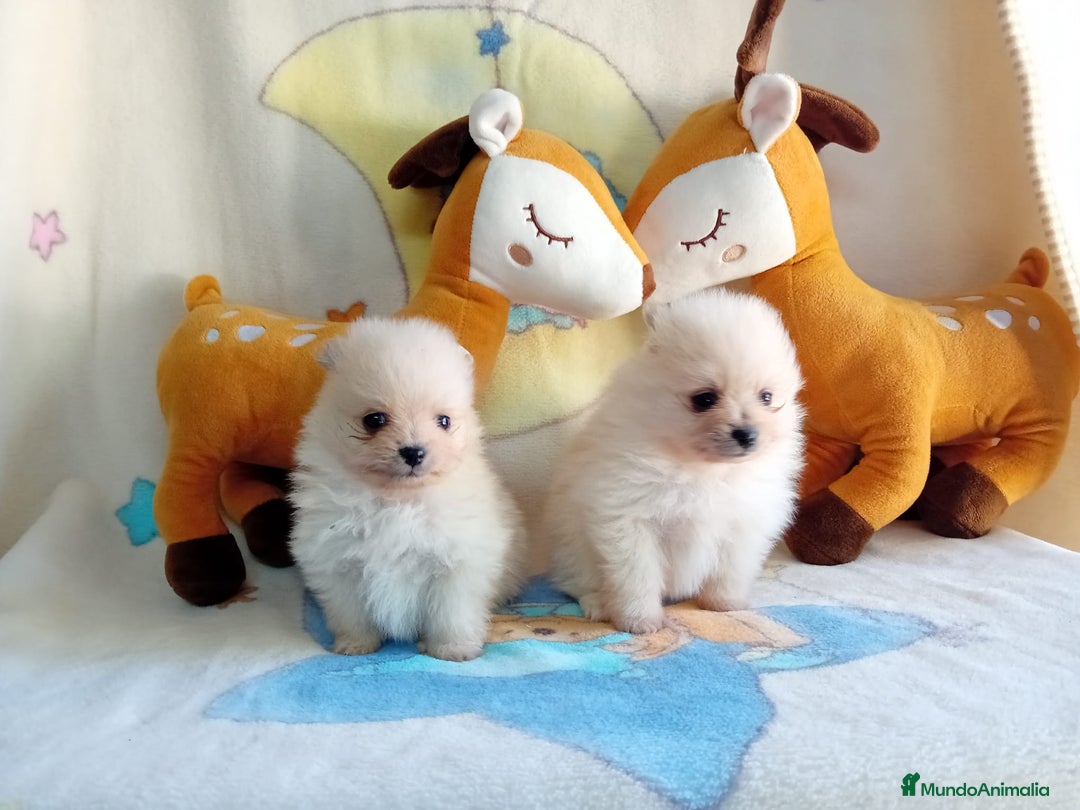 Pomerania perros en venta: Lulú de pomerania precio real - Anuncio 16