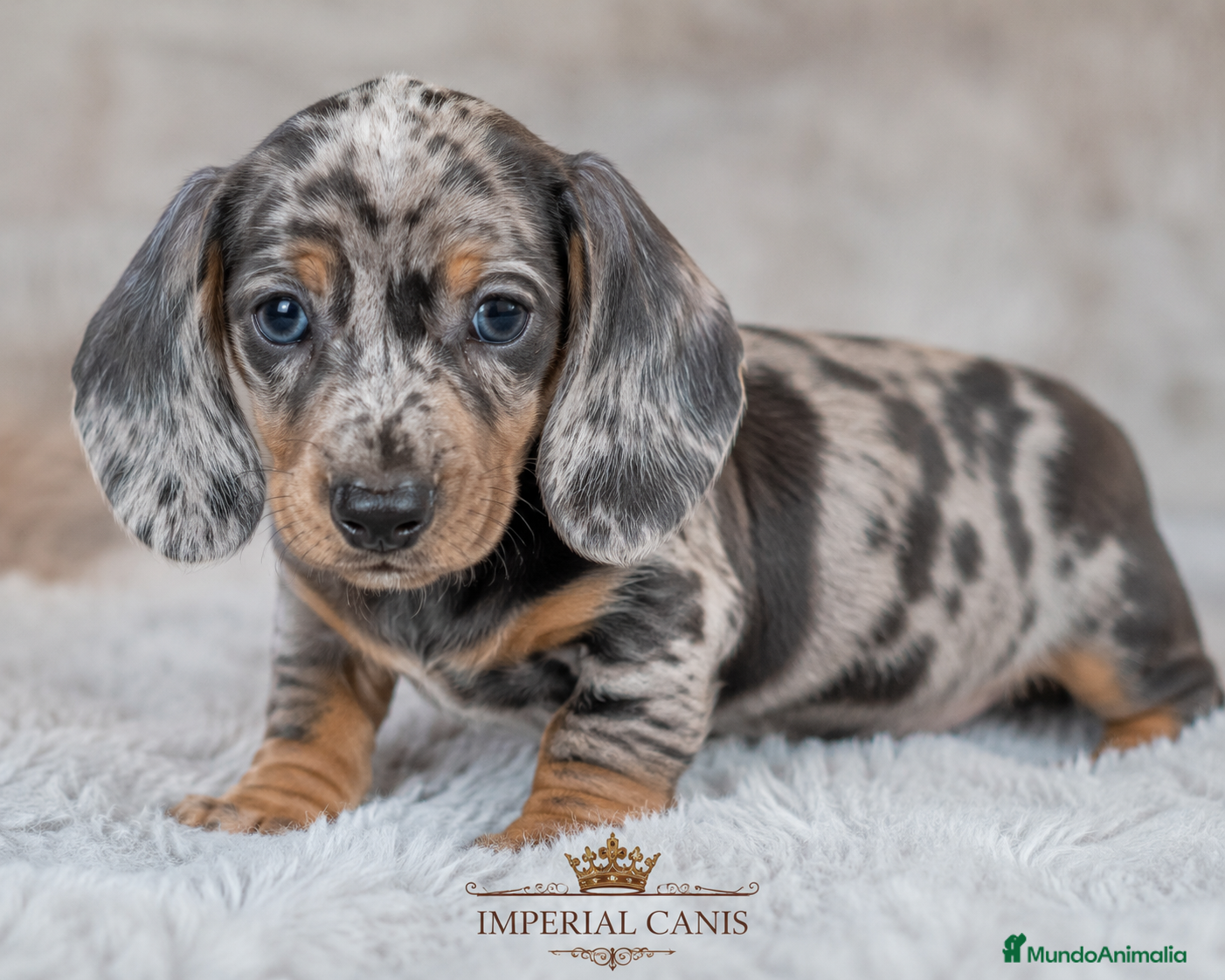 Teckel Miniatura perros CACHORRO TECKEL ARLEQUIN - Anuncio 2