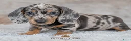 Teckel Miniatura perros en venta: CACHORRO TECKEL ARLEQUIN en Álava - Anuncio 1