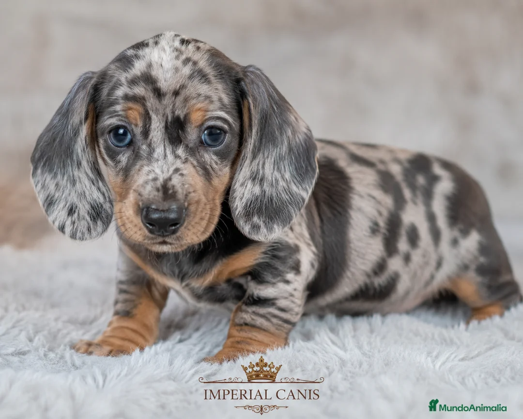 Teckel Miniatura perros en venta: CACHORRO TECKEL ARLEQUIN en Álava - Anuncio 1