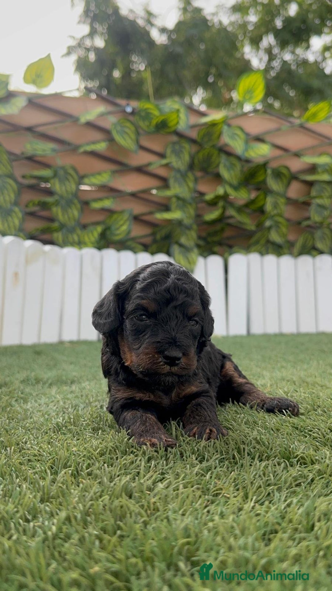 Caniche Toy perros en venta: CANICHE TOY HEMBRA COLOR NEGRO PHANTOM - Imagen 16