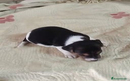 Jack Russell Terrier perros en venta: Jack Russell  - Imagen 6