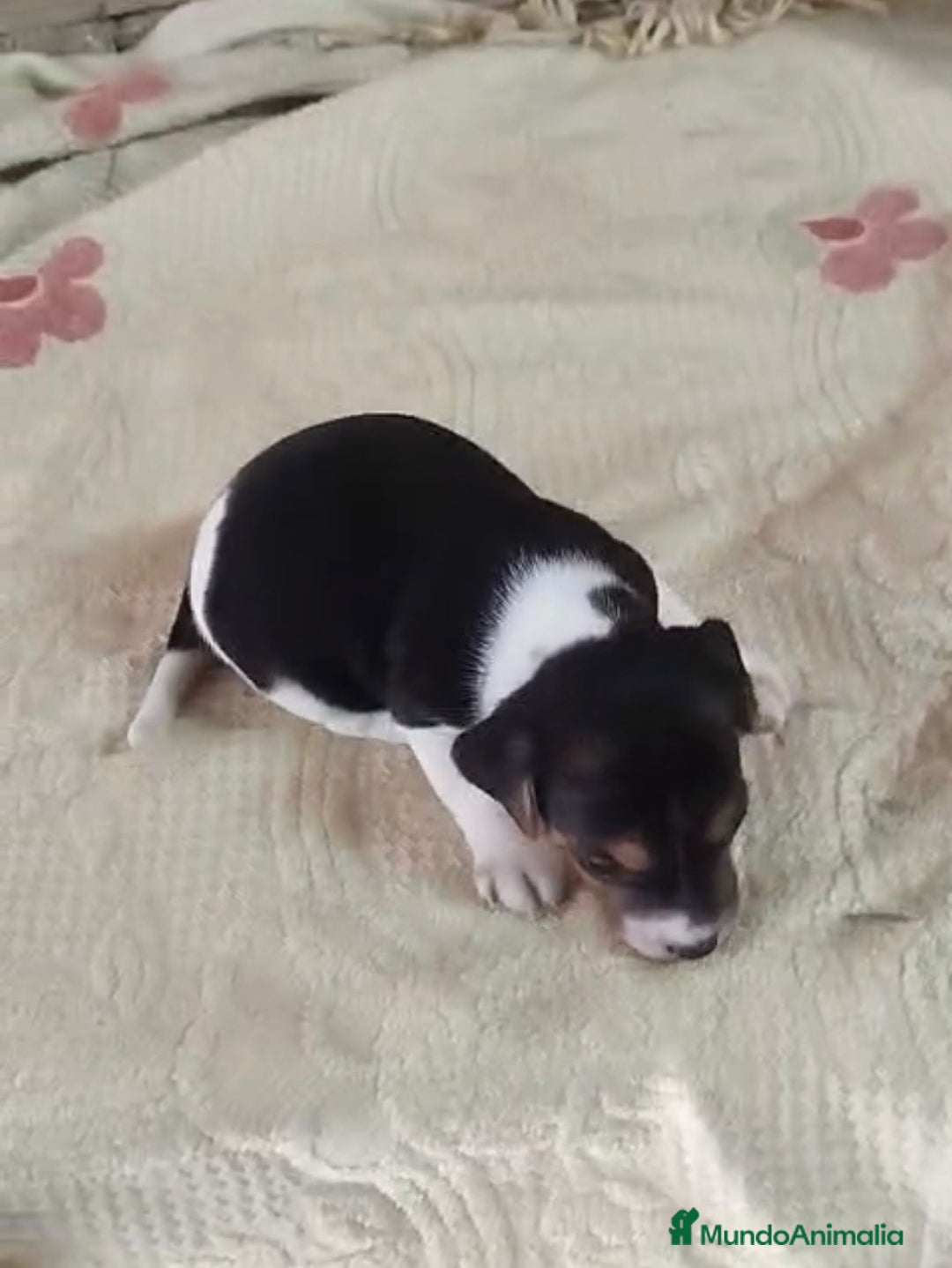 Jack Russell Terrier perros en venta: Jack Russell  - Imagen 6
