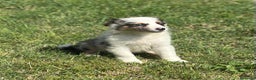 Border Collie perros en venta: EXCLUSIVA BORDER COLLIE TRI MERLE OJOS DISPARES en Barcelona - Anuncio 2