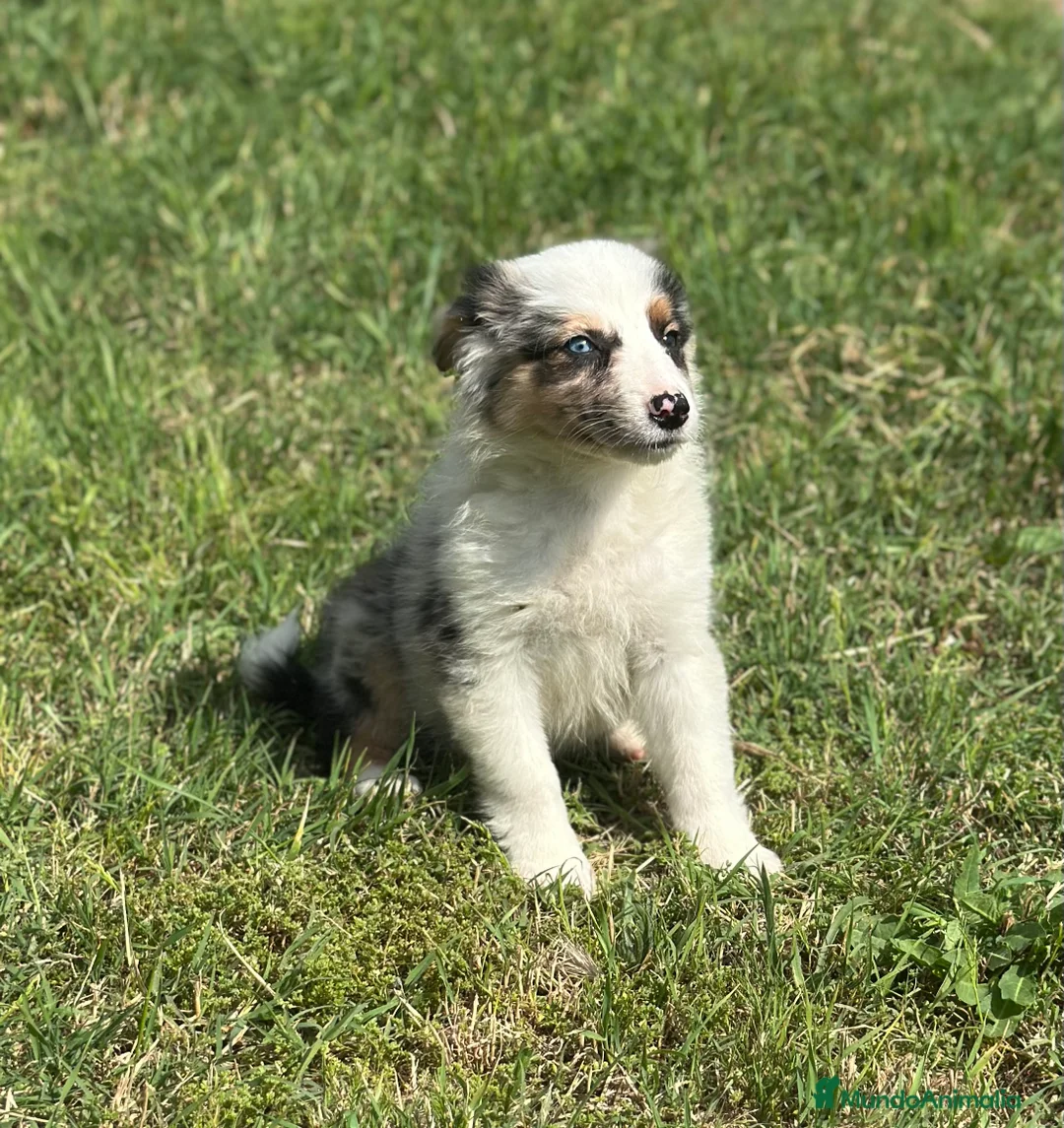 Border Collie perros en venta: EXCLUSIVA BORDER COLLIE TRI MERLE OJOS DISPARES en Barcelona - Anuncio 2