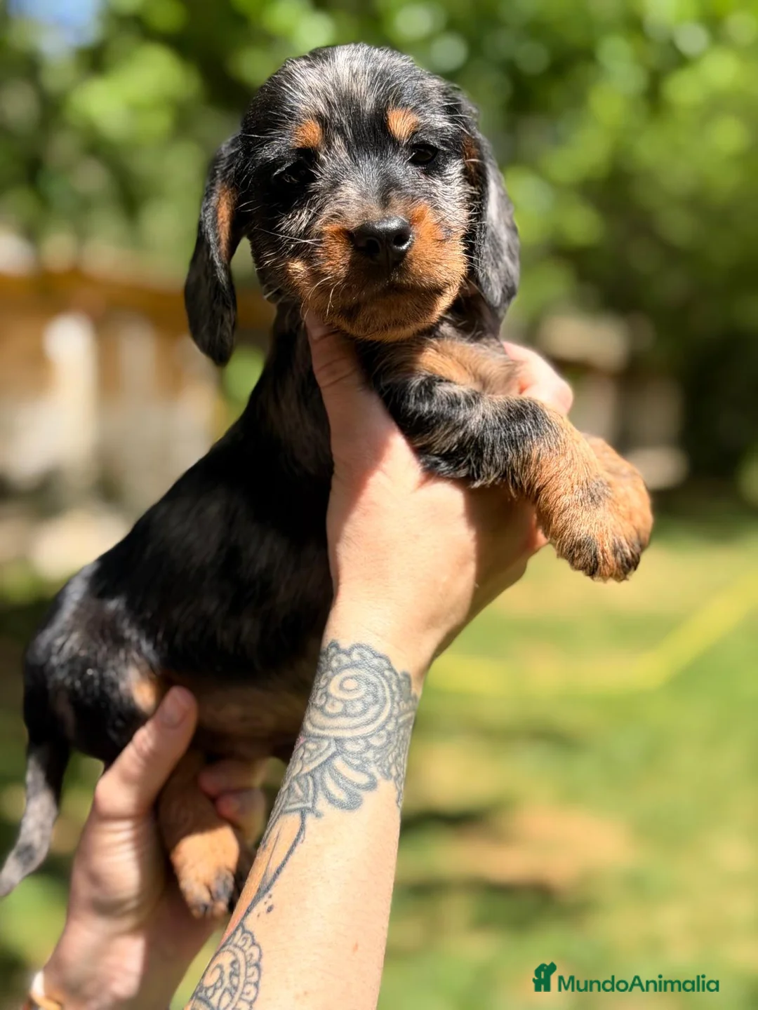 Teckel Miniatura perros en venta: TECKEL PELO DURO ARLEQUIN MACHO - Anuncio 3