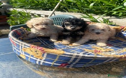 Caniche Toy perros en venta: Caniches toys calidad y selección  - Imagen 3