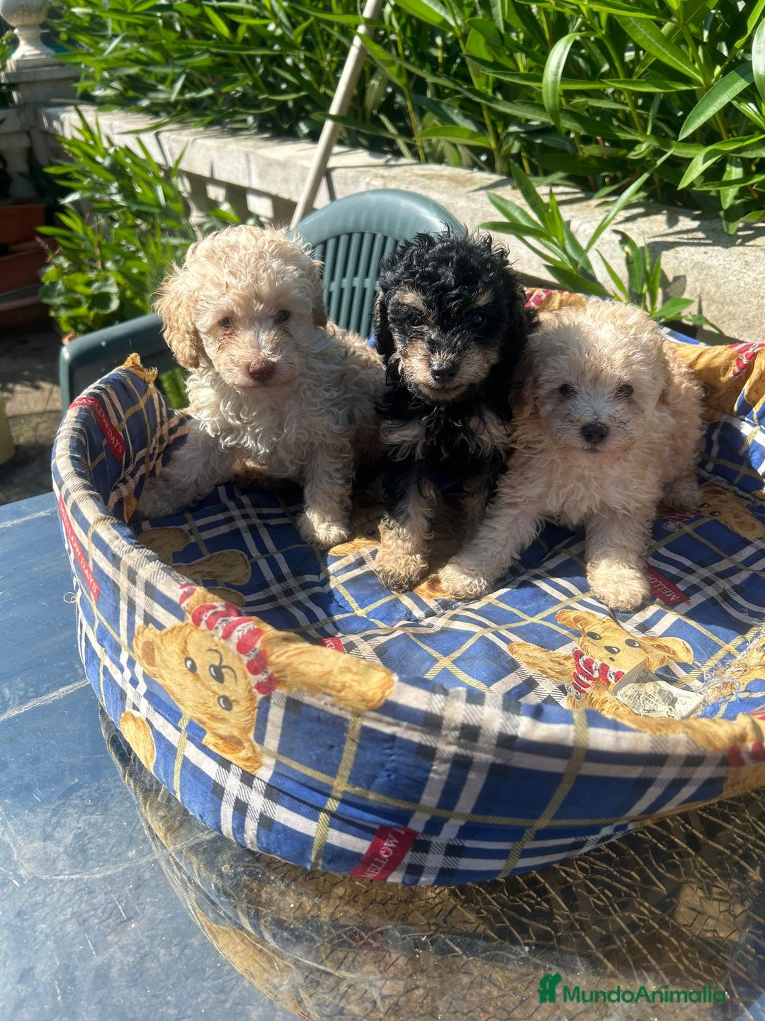 Caniche Toy perros en venta: Caniches toys calidad y selección  - Imagen 3