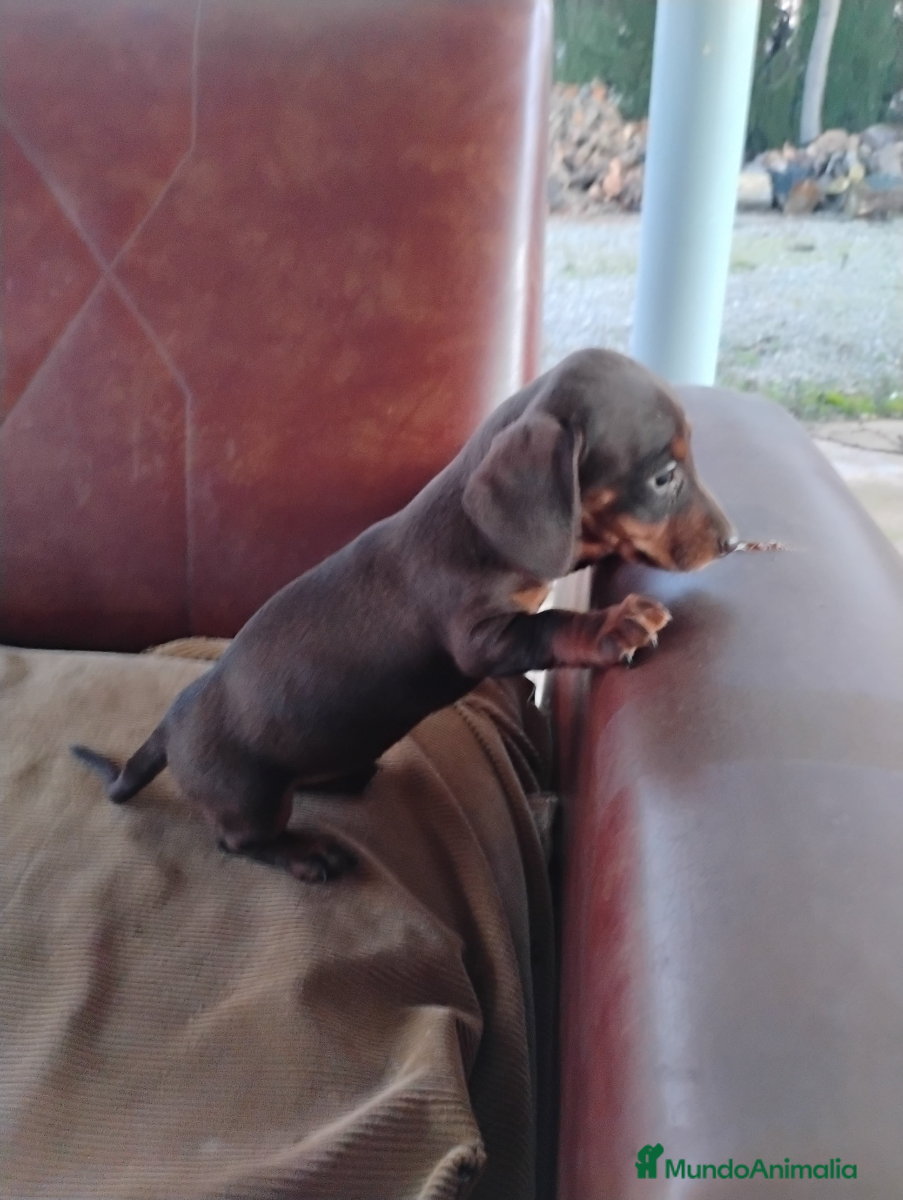 Teckel Miniatura perros Cachorra teckel chocolate miniatura  - Anuncio 1