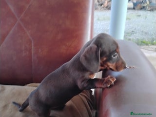 Teckel Miniatura perros Cachorra teckel chocolate miniatura - Anuncio 1