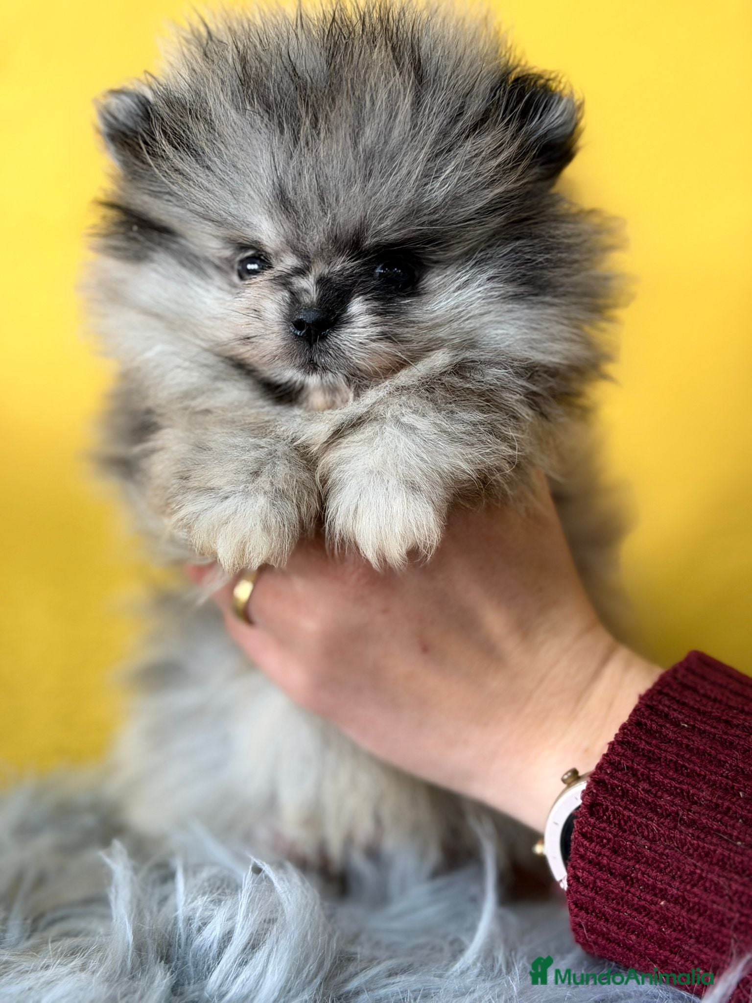 Pomerania perros Pomerania merlé - Anuncio 2