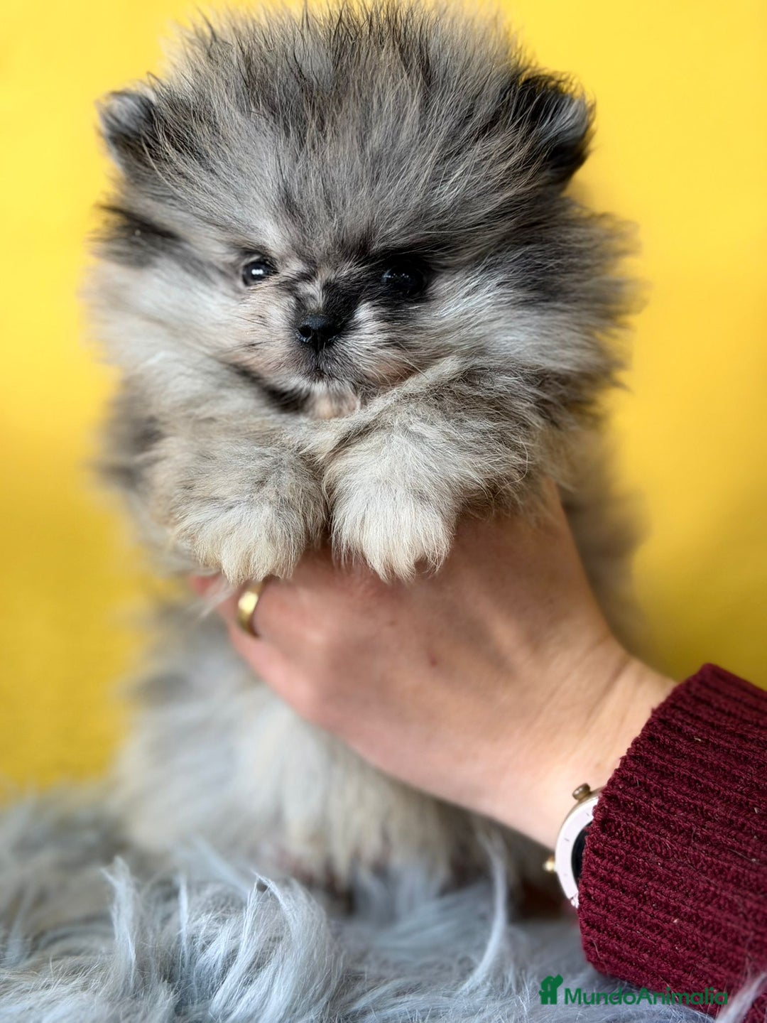 Pomerania perros en venta: Pomerania merlé - Anuncio 2