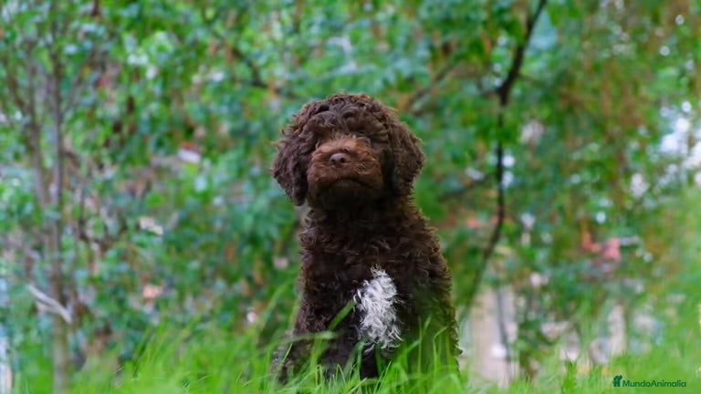Perro de Agua Español perros Cachorros de perro de agua Español  - Anuncio 1