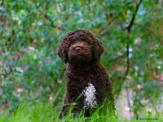 Perro de Agua Español perros Cachorros de perro de agua Español - Anuncio 36