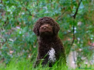 Perro de Agua Español perros Cachorros de perro de agua Español - Anuncio 14