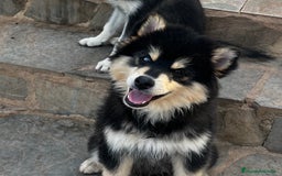 Pomsky perros en venta: Pomsky miniatura f5 - Imagen 2