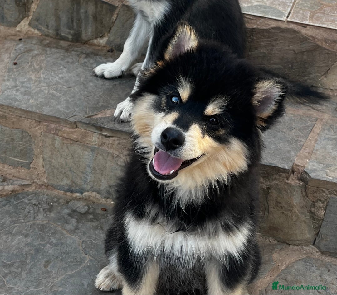 Pomsky perros en venta: Pomsky miniatura f5 - Imagen 2