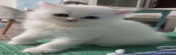 Persa gatos en venta: Gatos persas  - Anuncio 2