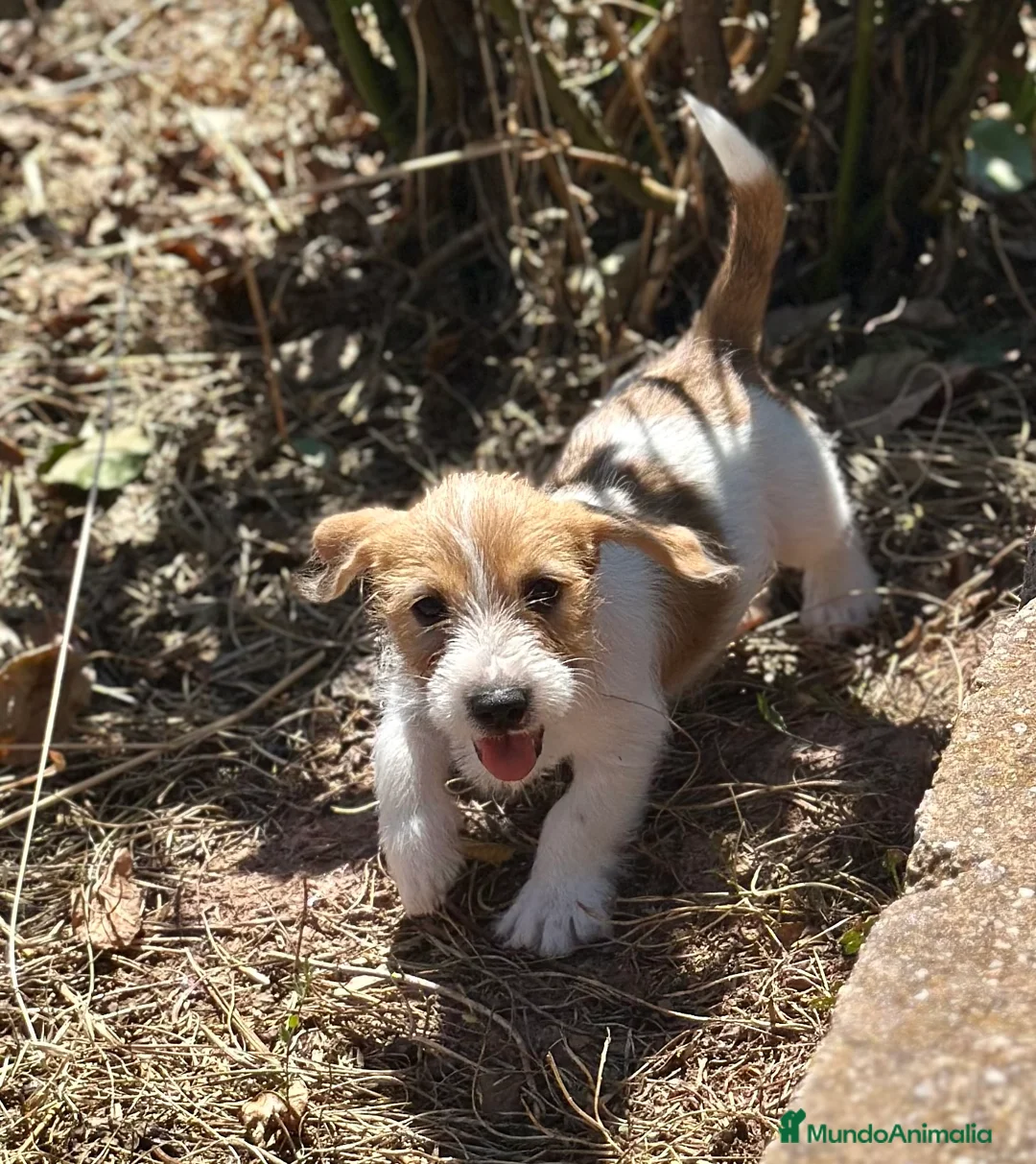 Jack Russell Terrier perros en venta: JACK RUSSEL TERRIER BROKEN - Anuncio 2