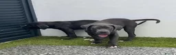 Cane Corso perros en venta: Cane corso - Anuncio 4