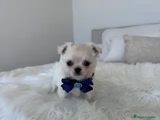 Chihuahua perros Chihuahua macho - Anuncio 21