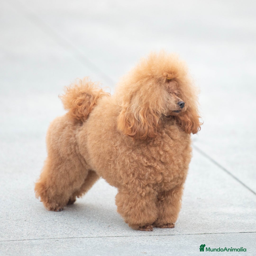 Caniche Toy perros en venta: Caniche toy rojo - Anuncio 2