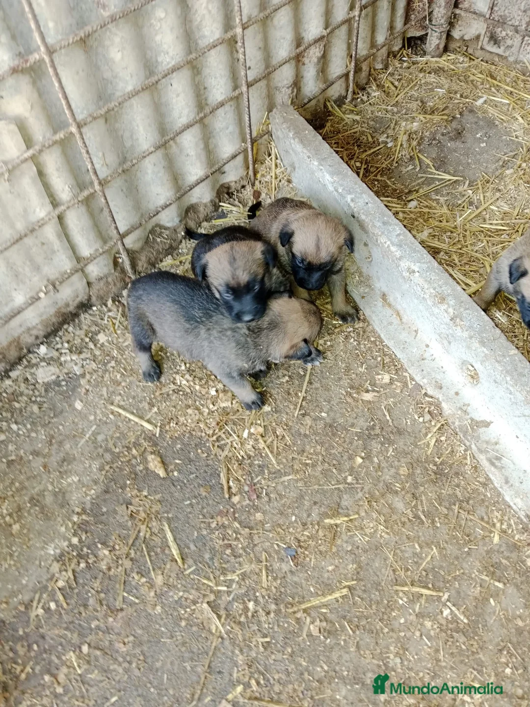 Pastor Belga Malinois perros en venta: CACHORROS PASTOR BELGA MALINOIS  - Anuncio 9