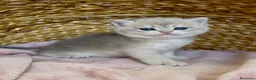 Británico de Pelo Corto gatos en venta: Camada F2 de British Shorthair Golden - Anuncio 4