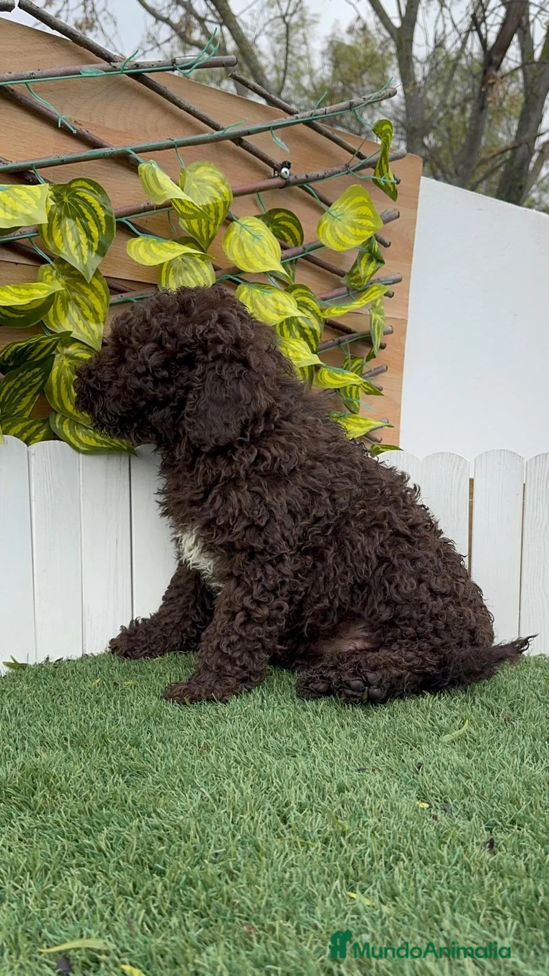 Perro de Agua Español perros en venta: PERRO DE AGUA HEMBRAS - Anuncio 11