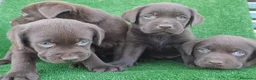 Labrador Retriever perros en venta: Labrador Retriever  - Anuncio 1