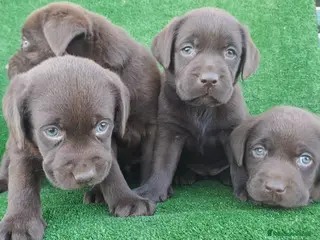 Labrador Retriever perros en venta: Labrador Retriever - Anuncio 1